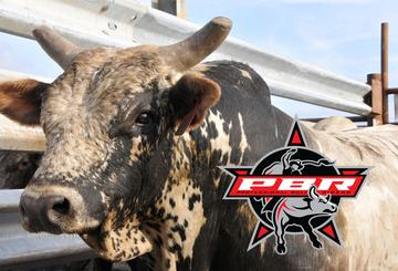 Pro Bull Riding USA - World Team Series