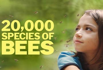 20,000 Species of Bees