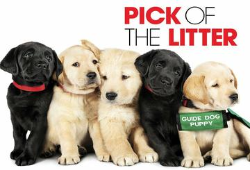 Pick of the Litter