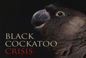 Black Cockatoo Crisis