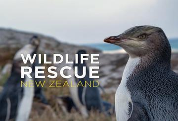 Wildlife Rescue New Zealand