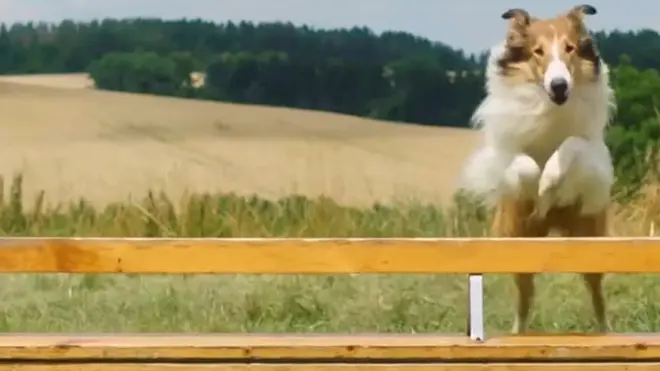 Lassie torna a casa