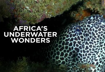 Africa's Underwater Wonders