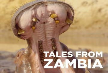 Tales from Zambia