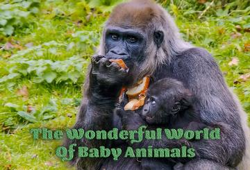 The Wonderful World of Baby Animals