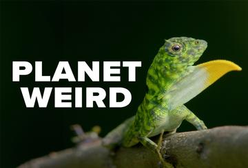 Planet Weird