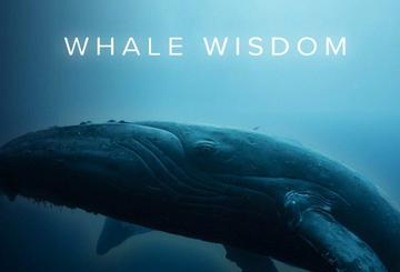 Whale Wisdom
