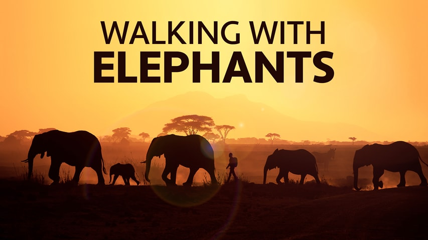 Walking with Elephants