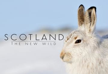 Scotland: The New Wild