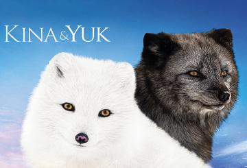 The Snow Foxes