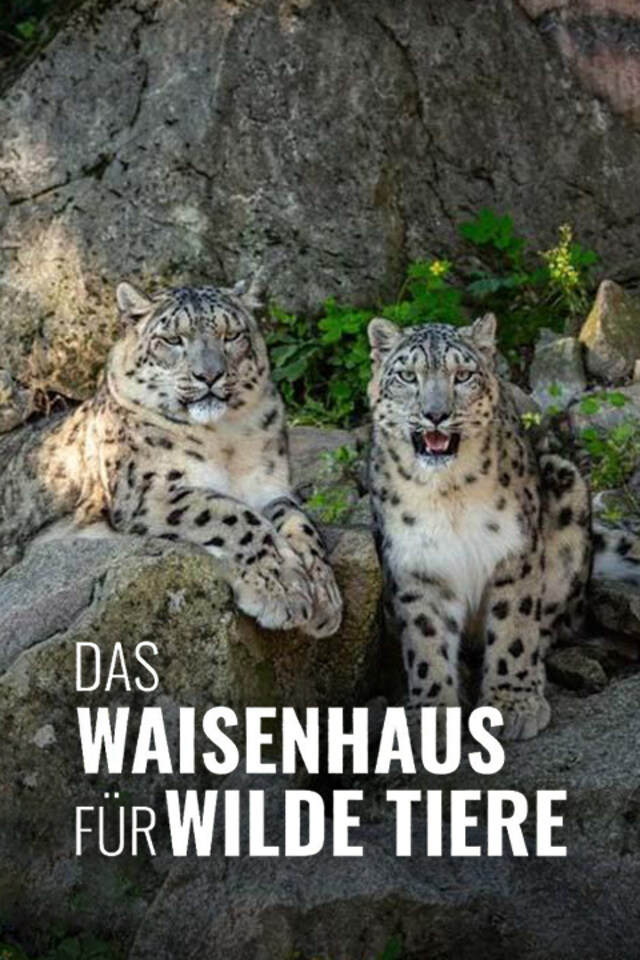 Das Waisenhaus für wilde Tiere