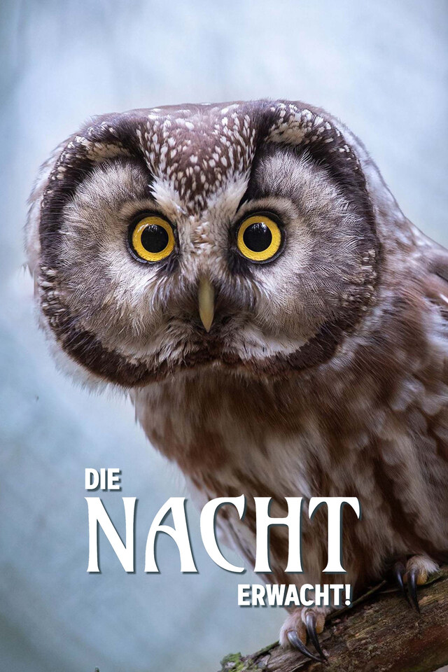 Die Nacht erwacht! Über Leben im Wald