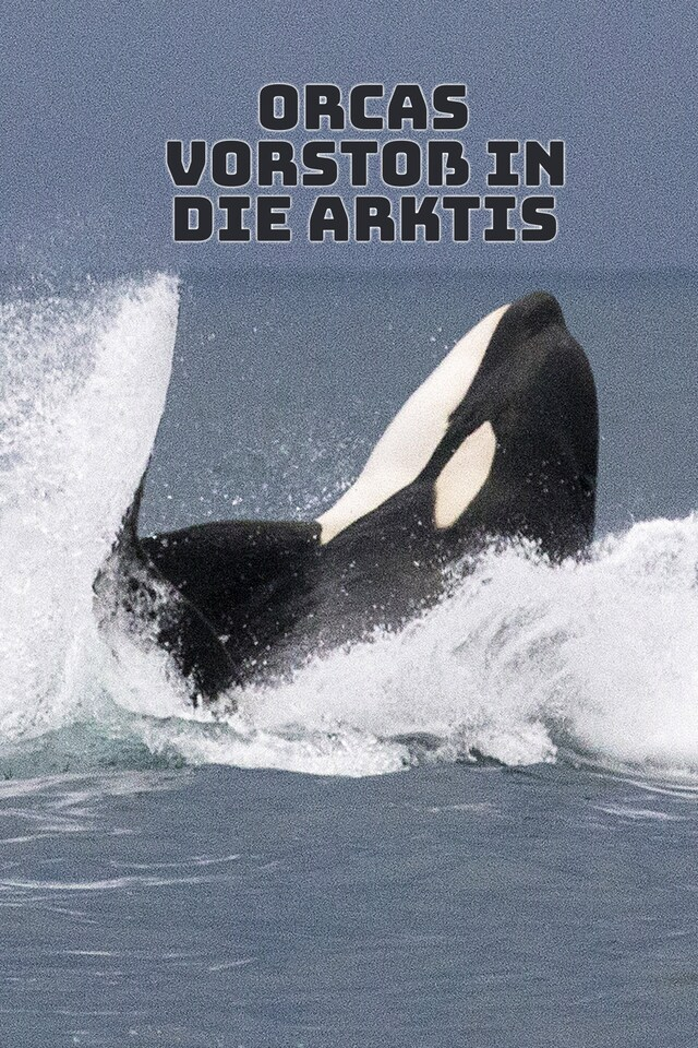 Orcas - Vorstoß in die Arktis