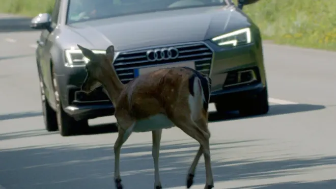 Wildwechsel - Tiere auf Achse