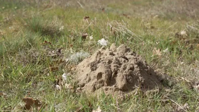 L'écologie en action